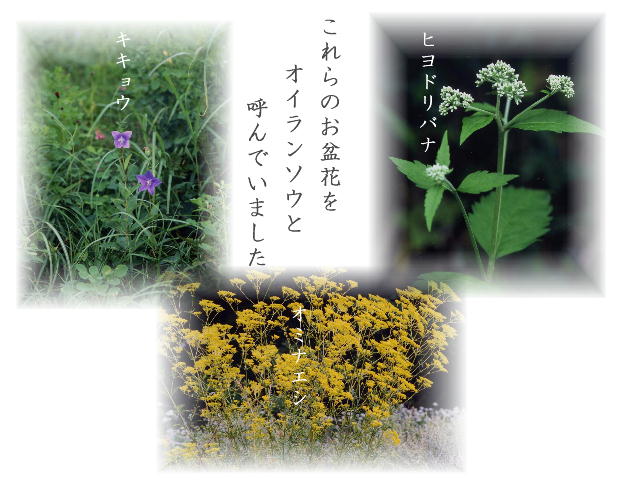 植物の方言名　 行事や遊びを表す呼び名  