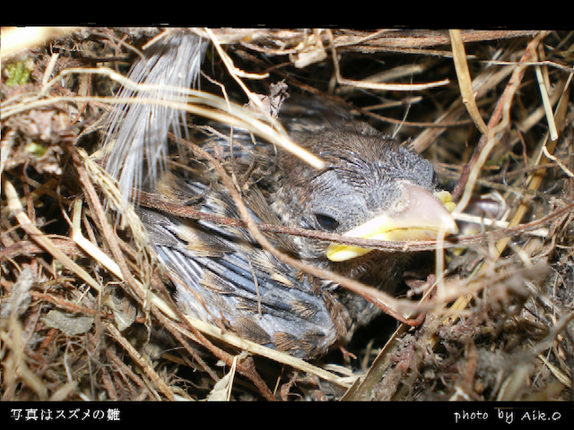 鳥の卵を巣から失敬するときのルール