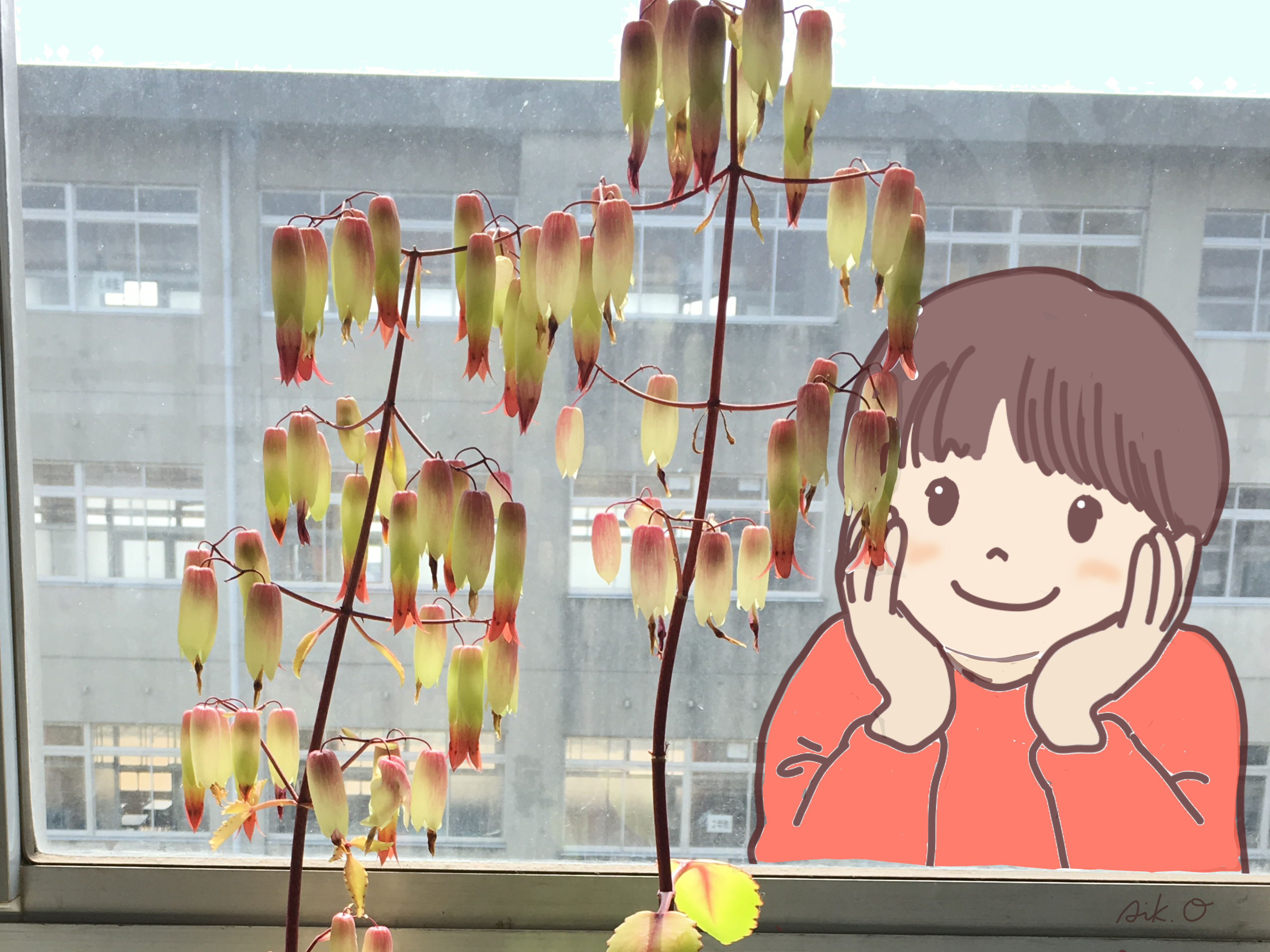 花を咲かせたセイロンベンケイソウ 科学実験データ 科学実験データベース 公益財団法人日本科学協会