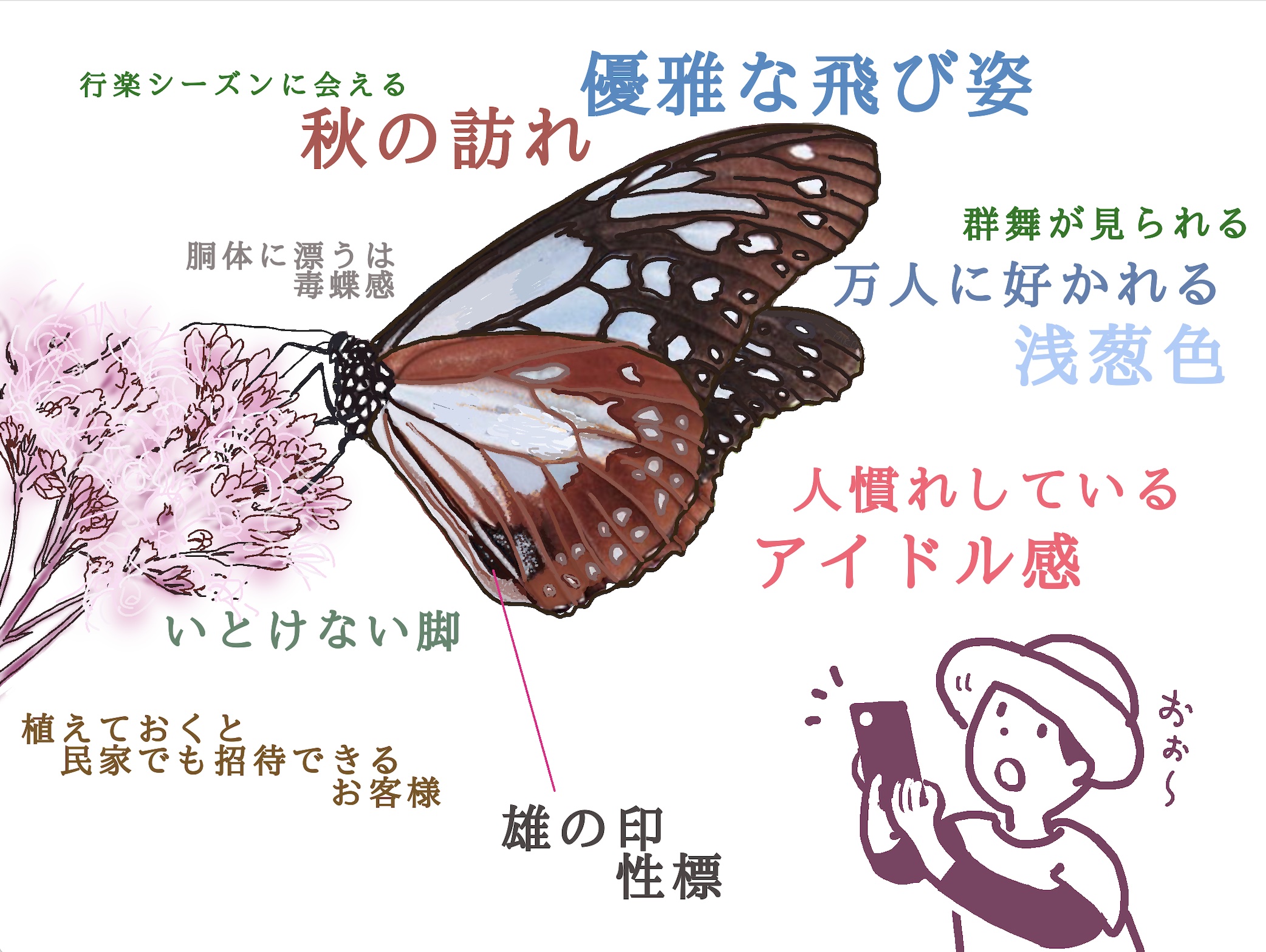 旅の途中 摩耶山天上寺に集結するアサギマダラ